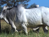 Lote 06