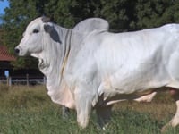 Lote 22