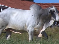 Lote 24