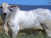 Lote 59