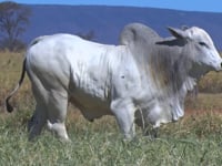 Lote 67