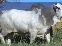 Lote 78