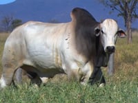 Lote 81