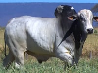 Lote 93