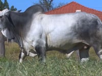 Lote 97