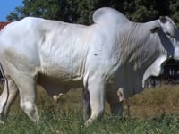 Lote 103