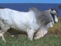 Lote 104