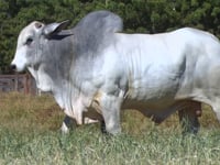 Lote 107