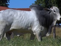 Lote 108