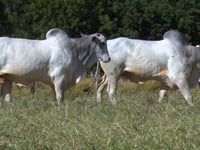 Lote 115