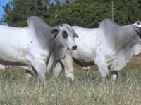 Lote 116