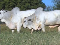 Lote 117