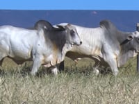 Lote 123