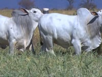 Lote 128