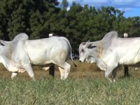 Lote 132