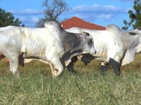 Lote 133