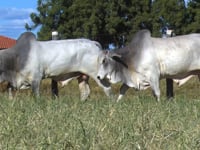 Lote 134