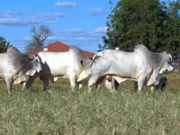 Lote 136