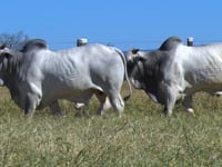 Lote 137