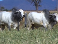 Lote 139