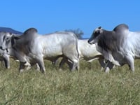 Lote 140