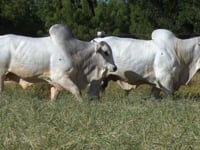 Lote 152