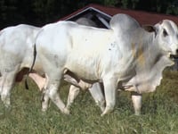 Lote 153