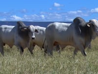 Lote 158