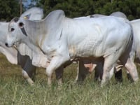 Lote 160