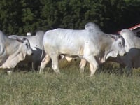 Lote 161