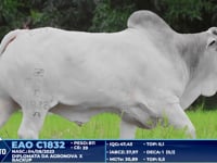 Lote 209