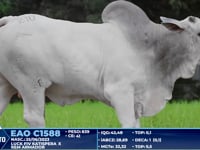 Lote 210