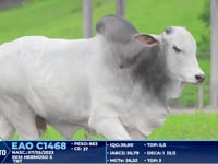 Lote 212