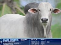 Lote 213