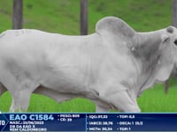 Lote 215