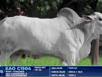 Lote 217