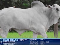 Lote 221