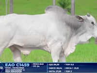 Lote 222