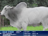 Lote 229