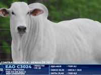 Lote 234