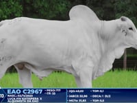 Lote 235