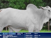 Lote 239