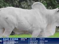 Lote 240