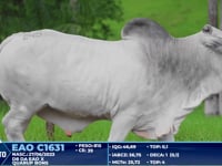 Lote 245