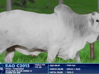 Lote 246
