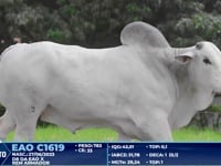 Lote 251