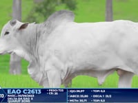 Lote 252