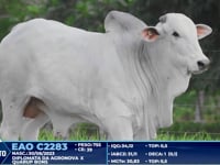 Lote 253