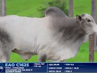 Lote 257