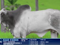 Lote 258